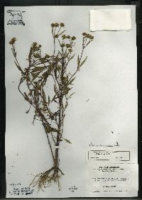 Bidens connata image