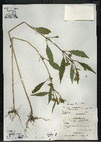 Bidens connata image