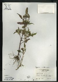 Bidens connata image