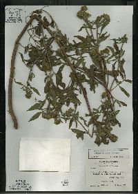 Bidens vulgata image