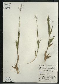 Dichanthelium acuminatum subsp. columbianum image