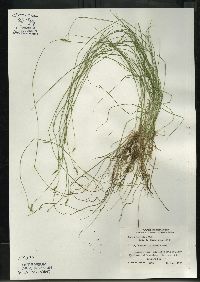 Carex leptalea subsp. leptalea image