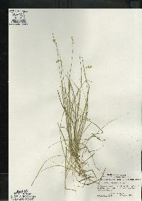 Carex disperma image