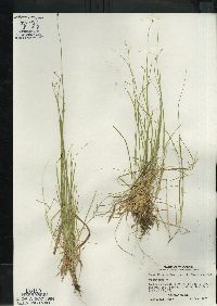 Carex disperma image