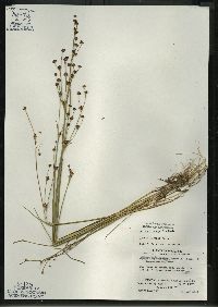 Juncus alpinoarticulatus image