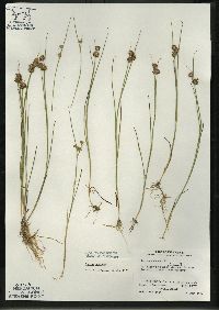 Juncus nodosus image