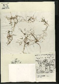 Myriophyllum tenellum image