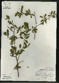 Ilex mucronata image