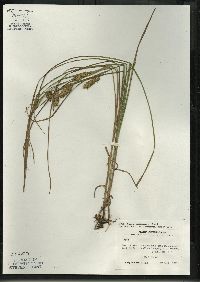 Carex tuckermanii image