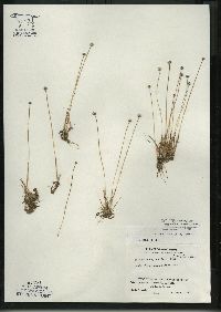 Eriocaulon aquaticum image