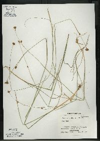 Rhynchospora alba image