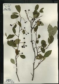 Aronia melanocarpa image