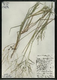 Panicum dichotomiflorum subsp. dichotomiflorum image