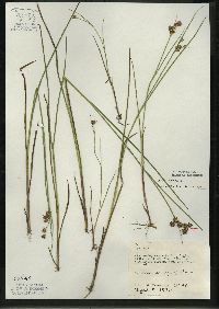 Juncus nodosus image