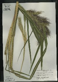 Echinochloa walteri image