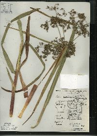 Scirpus microcarpus image