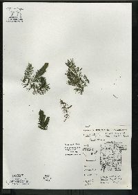 Ceratophyllum demersum image