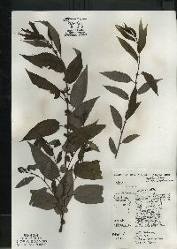 Salix lucida image