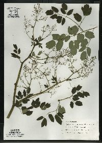 Thalictrum dasycarpum image