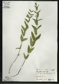 Scutellaria galericulata image