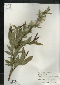 Salix lucida image