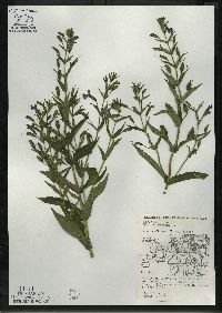 Mimulus ringens var. ringens image