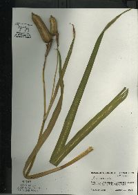 Iris versicolor image