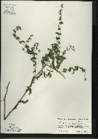 Scutellaria galericulata image