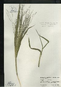 Panicum capillare subsp. capillare image