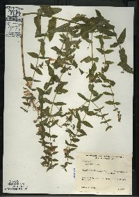 Scutellaria galericulata image