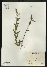 Scutellaria galericulata image