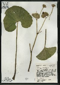 Caltha palustris image