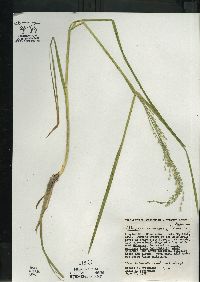 Glyceria canadensis image