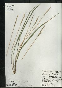 Oryzopsis asperifolia image