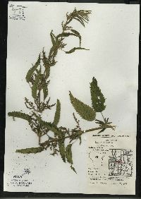 Urtica gracilis image