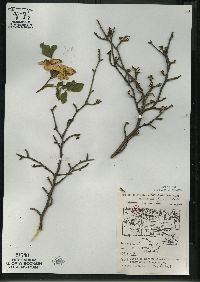 Ilex mucronata image