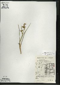 Scheuchzeria palustris image