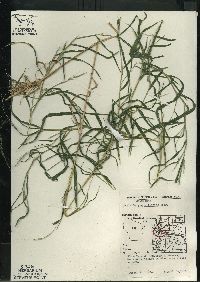 Muhlenbergia sylvatica image