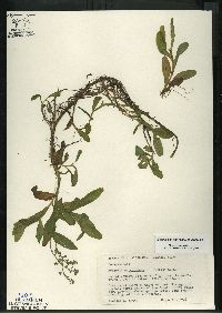 Myosotis scorpioides image