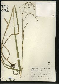 Glyceria canadensis image