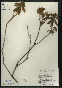 Rhododendron groenlandicum image