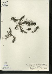 Ceratophyllum demersum image