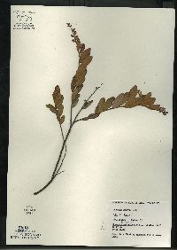 Chamaedaphne calyculata image