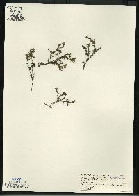 Elodea canadensis image