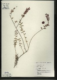 Vaccinium macrocarpon image