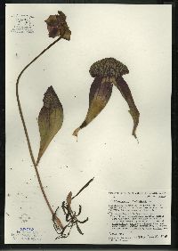 Sarracenia purpurea subsp. purpurea image