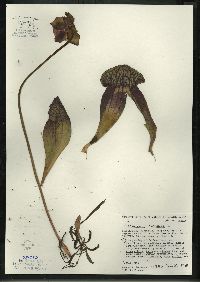 Sarracenia purpurea image