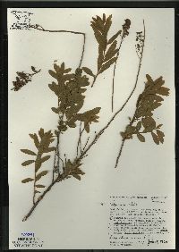 Spiraea alba image