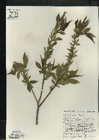 Salix lucida image