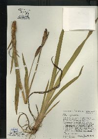 Iris versicolor image